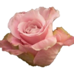 Faith Roses d'Equateur Ethiflora